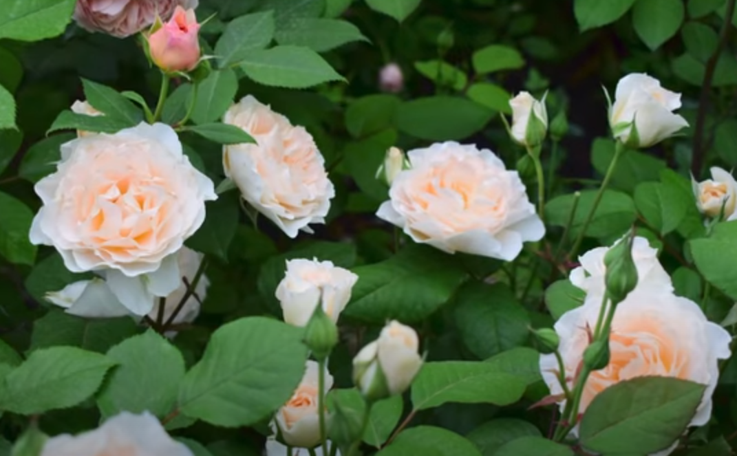 Как выбрать, какие виды роз посадить у себя на участке