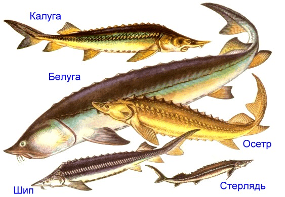 Картинки осетровых пород рыбы