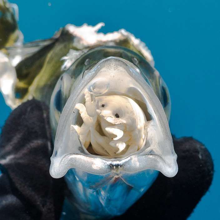 Вот так выглядит вампир подводного мира.