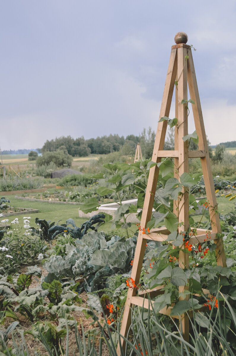 Деревянный обелиск, увитый турецкой фасолью. Конец июня 2020.