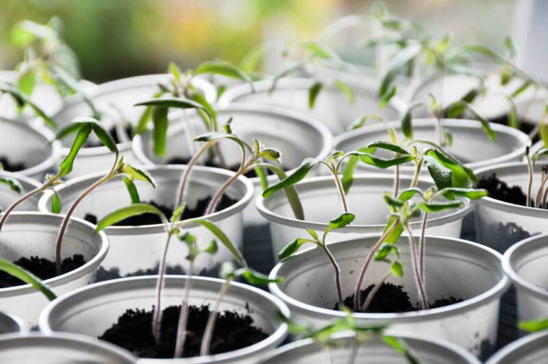 Выращивание рассады (Фото используется по стандартной лицензии ©azbukaogorodnika.ru)