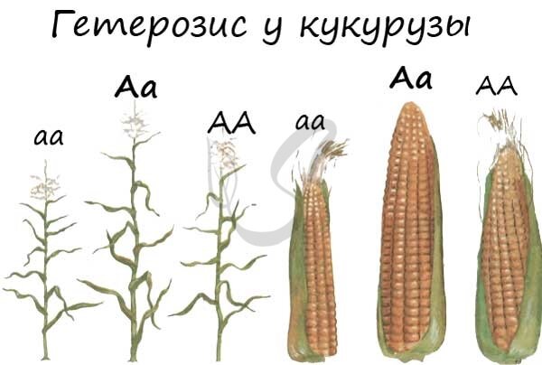 Вы точно человек?