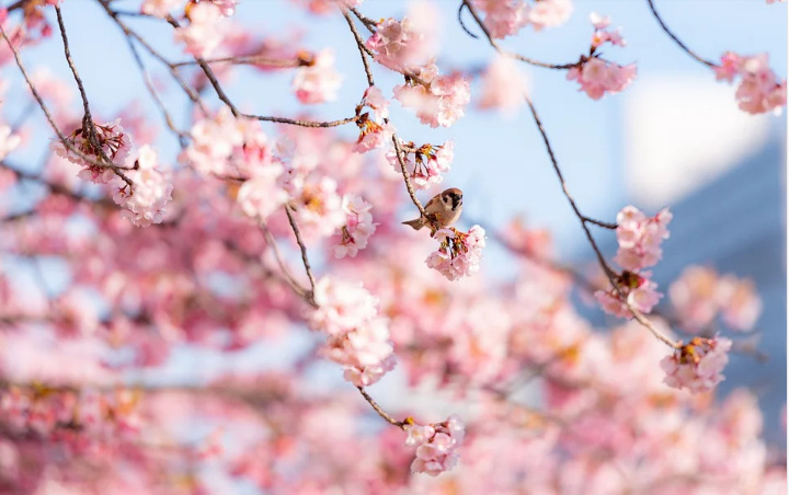 Фото для свободного использования с сайта pixabay.com