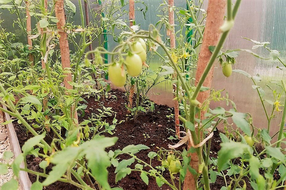 Наши помидорки прошлым летом.