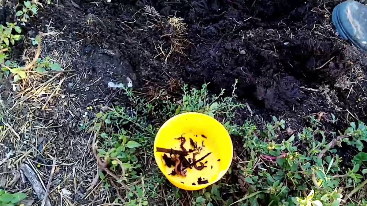 Добывание червя