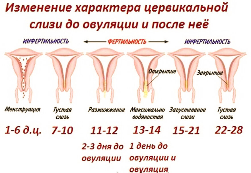 Изменение влагалищного секрета в зависимости от дня менструального цикла