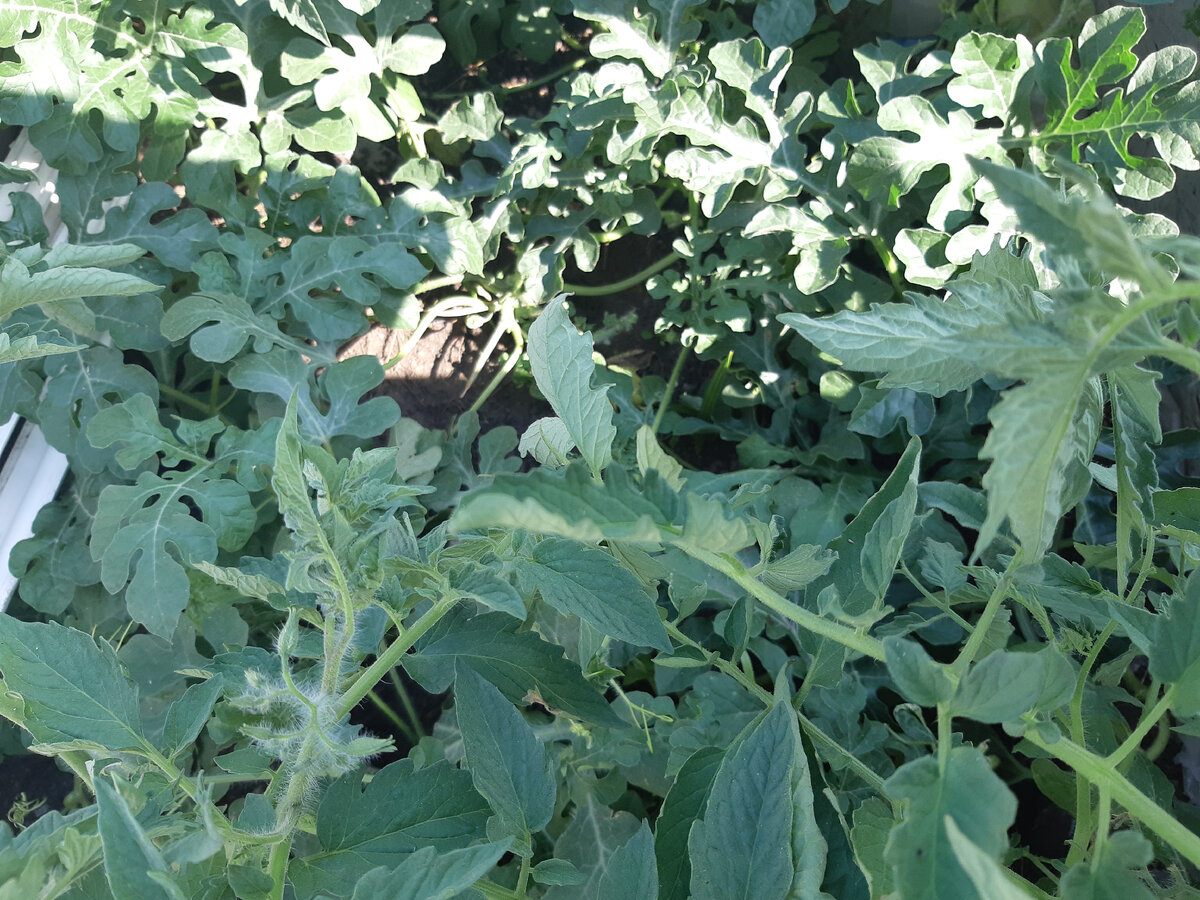 Растут: ботва к ботве :)