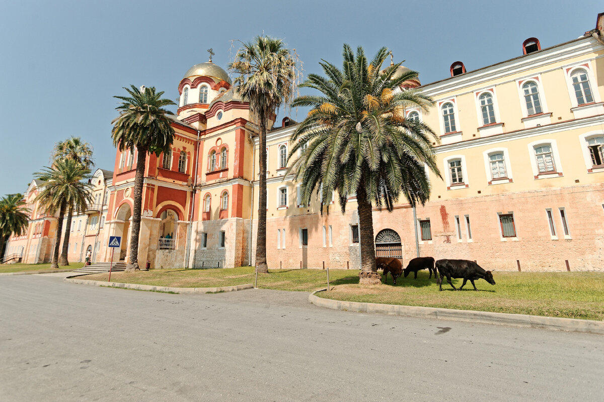 Коровы и пальмы