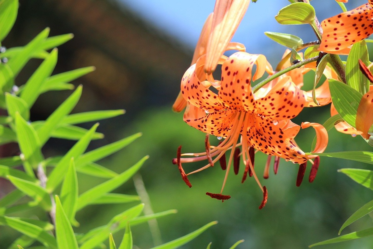 Изображение lee wooki с сайта Pixabay 