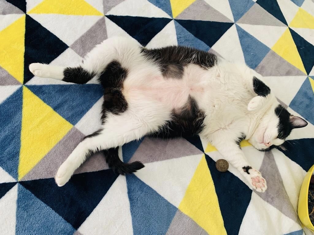 Фото кота автора