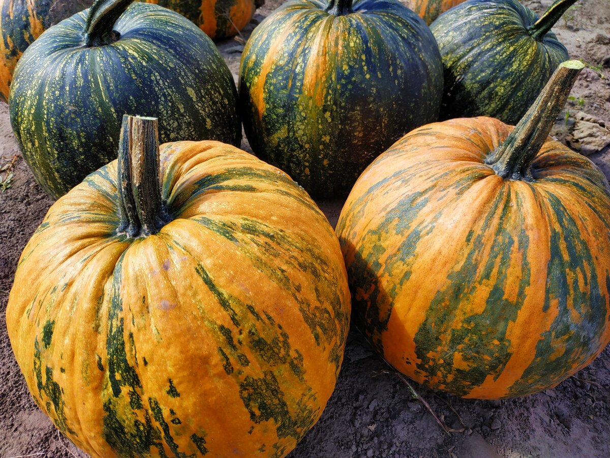 Твердокорая тыква «Голосемянка»