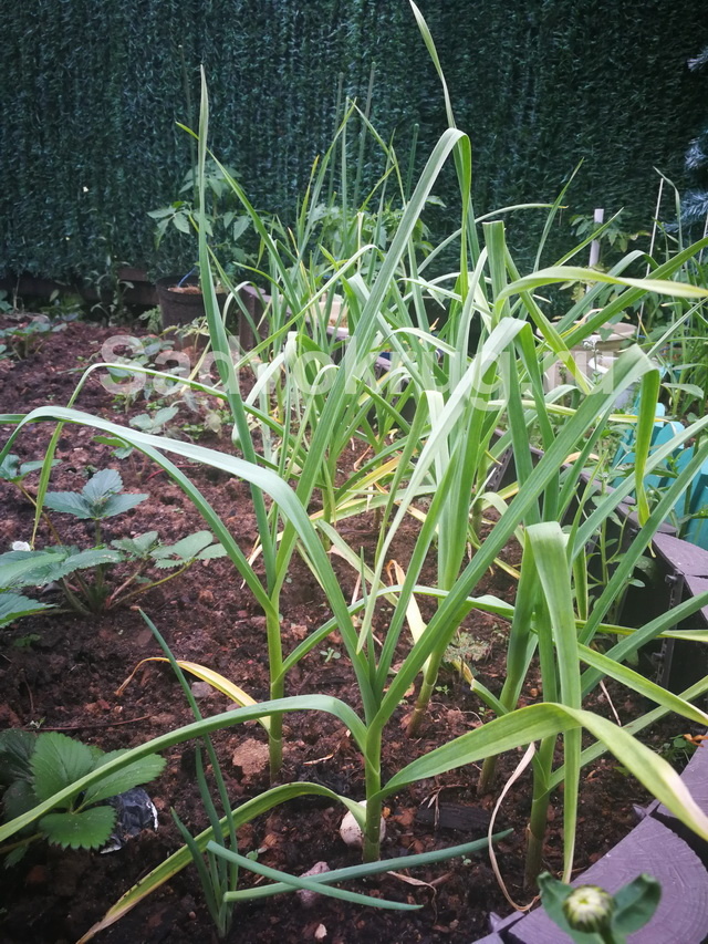 Чеснок на грядке. Летом используем перья чеснока для приготовления салатов.