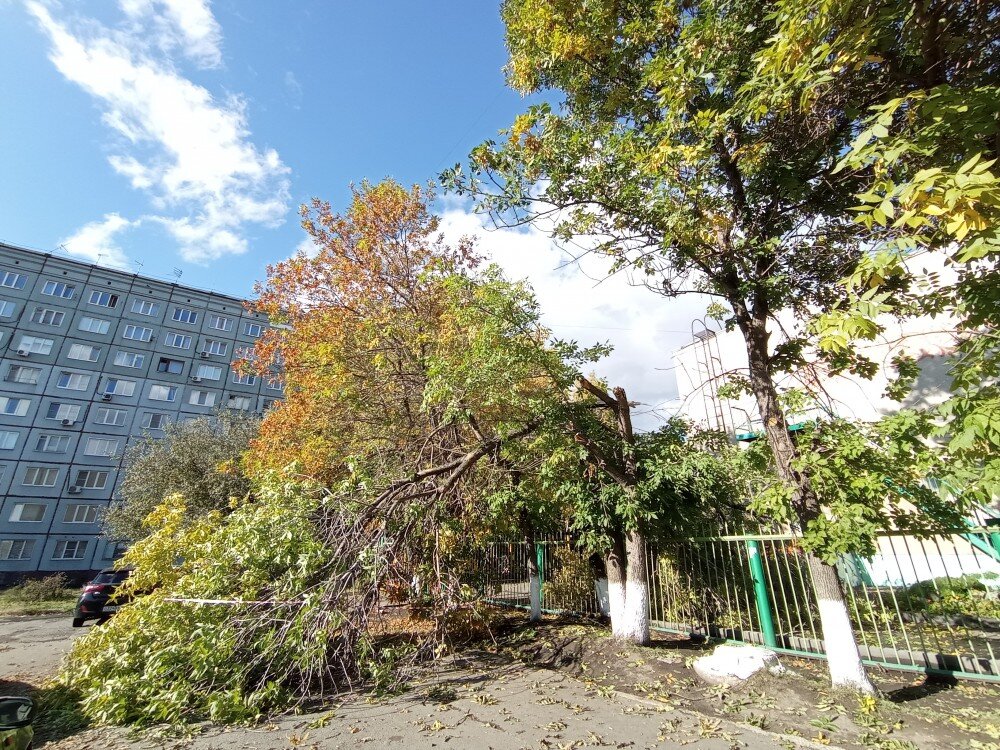 1. Сломанный карагач © NickFW.ru — 28.09.2021г.