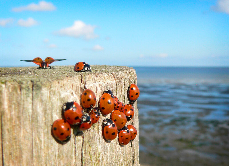 Источник фото: flickr.com