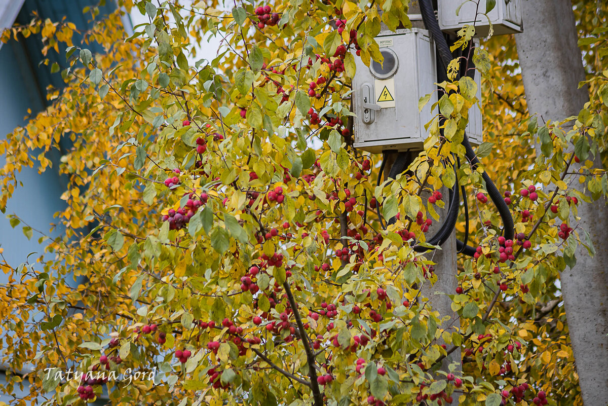 Там у домов еще растут райские яблочки.