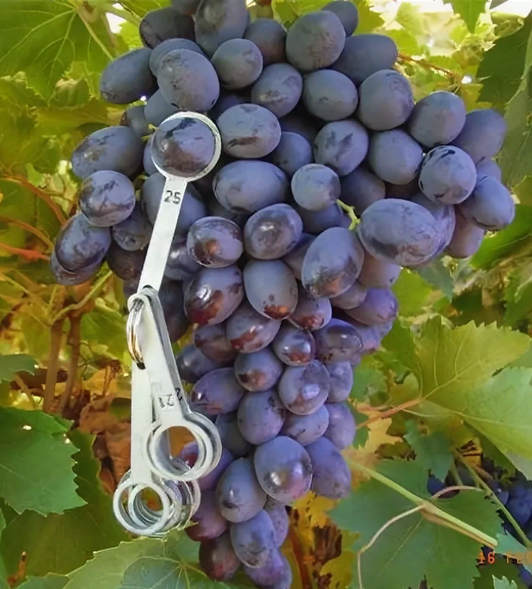 Кишмиш осенний Королевский