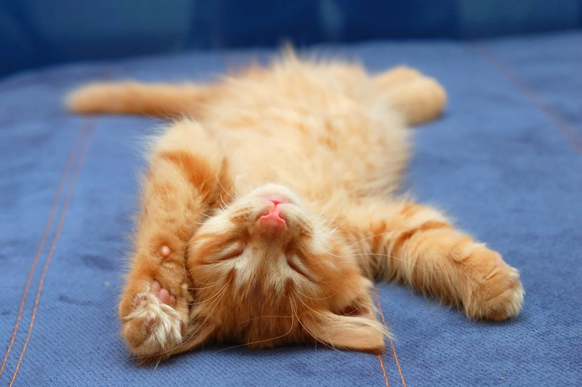 Лапки вверх. Котенок леджим на спине. Спящие котята. Кот лежит на спине