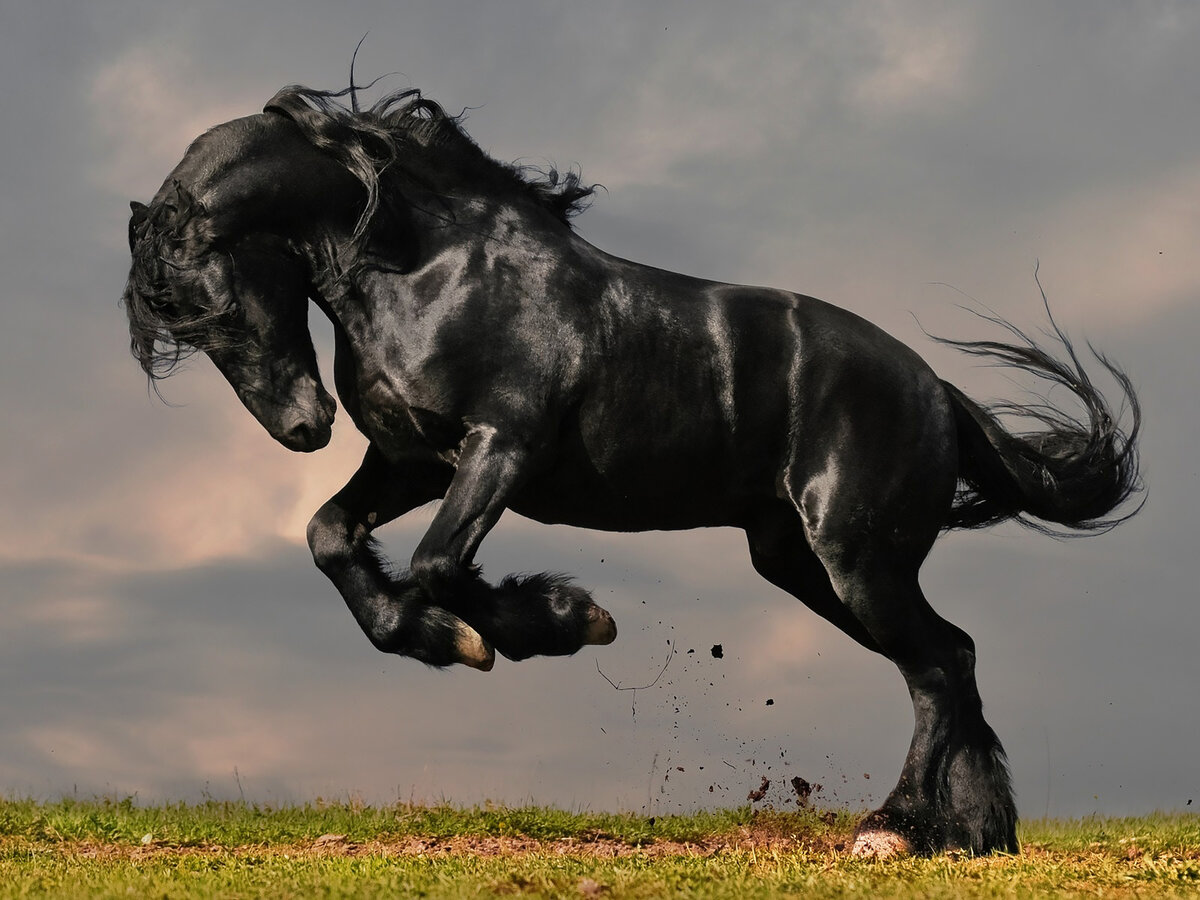 Почему наши предки считали, что черная и белая лошадь во сне к смерти - 2  часть | Сонник подсознания | Дзен