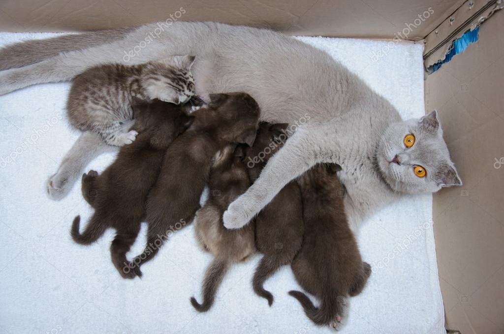 Кормящая кошка как выглядит