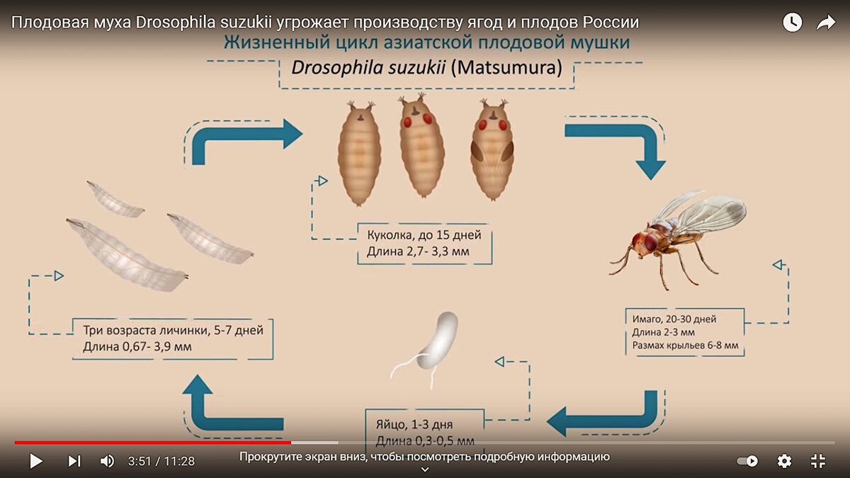 Жизненный цикл дрозофилы сузуки. Кадр из фильма Россельхознадзора.