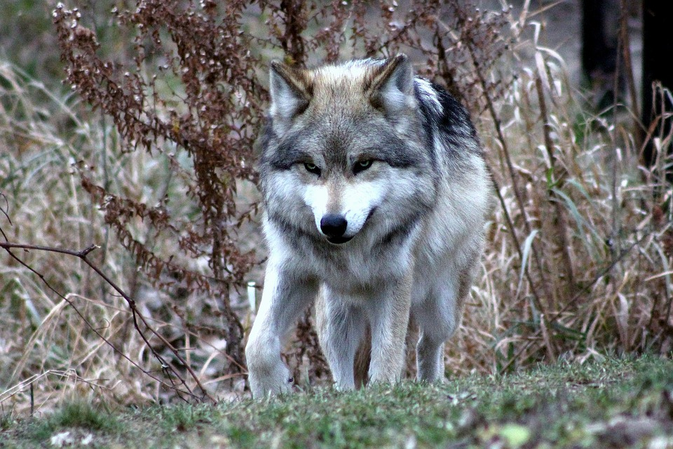 Волк. Волк серый. Волк обыкновенный. Волк картинка. Про диких волков