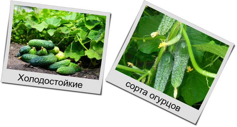Холодостойкие сорта огурцов продолжают завязывать зеленцы и плодоносить при холодной погоде как ни в чем не бывало