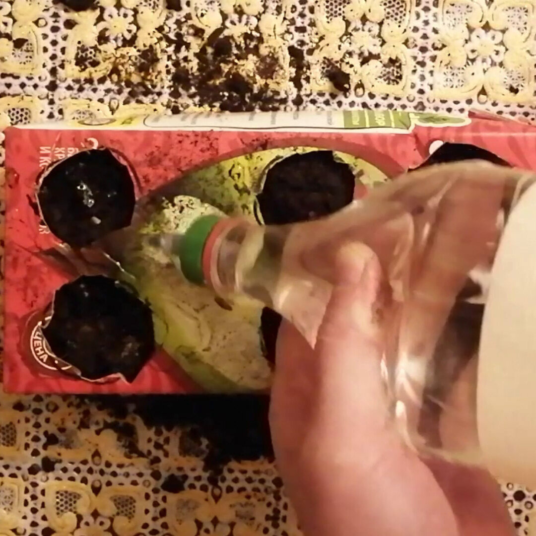 Выращивание зеленого лука в домашних условиях. Фото 2.