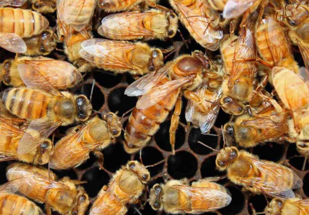 Пчелы Кородован. Изображение взято из интернета. 