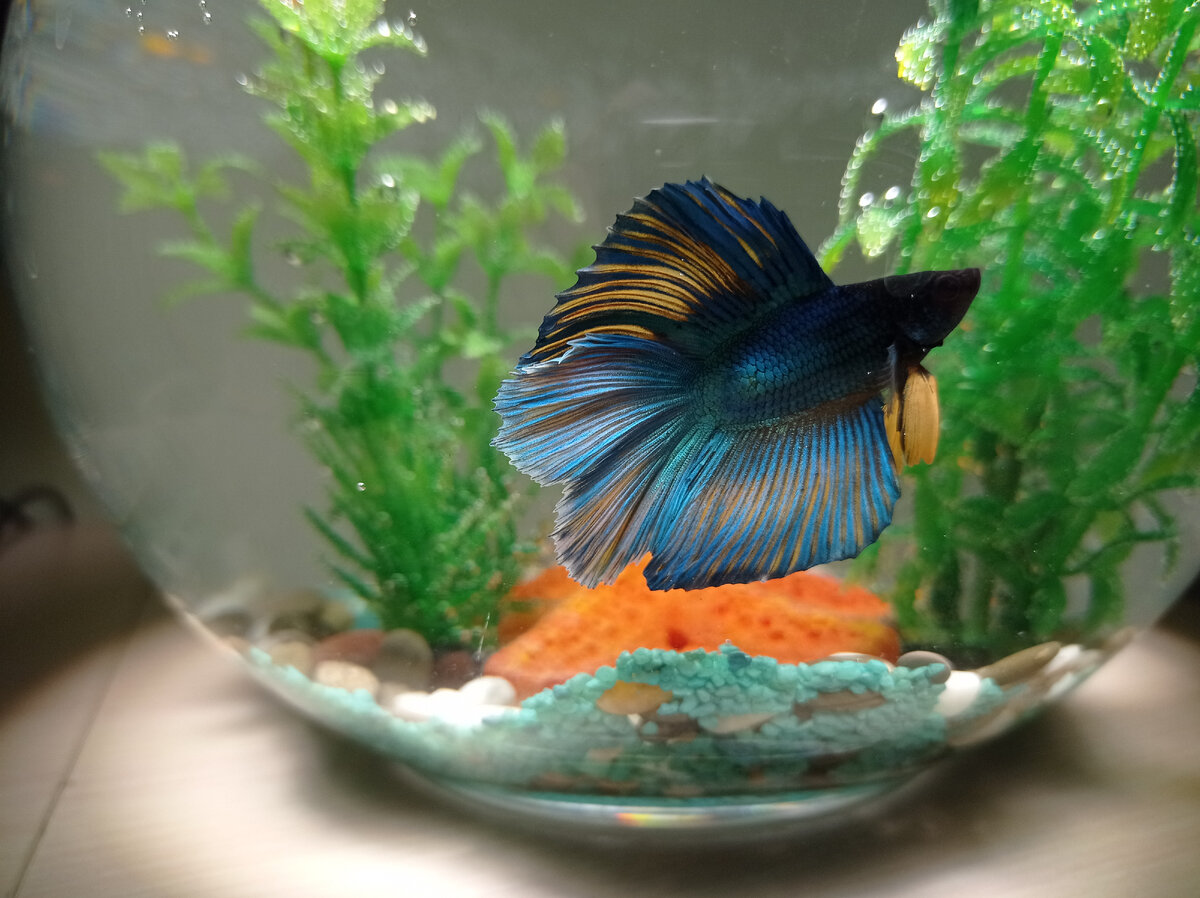 Красивый двухвостый петушок по имени Лео