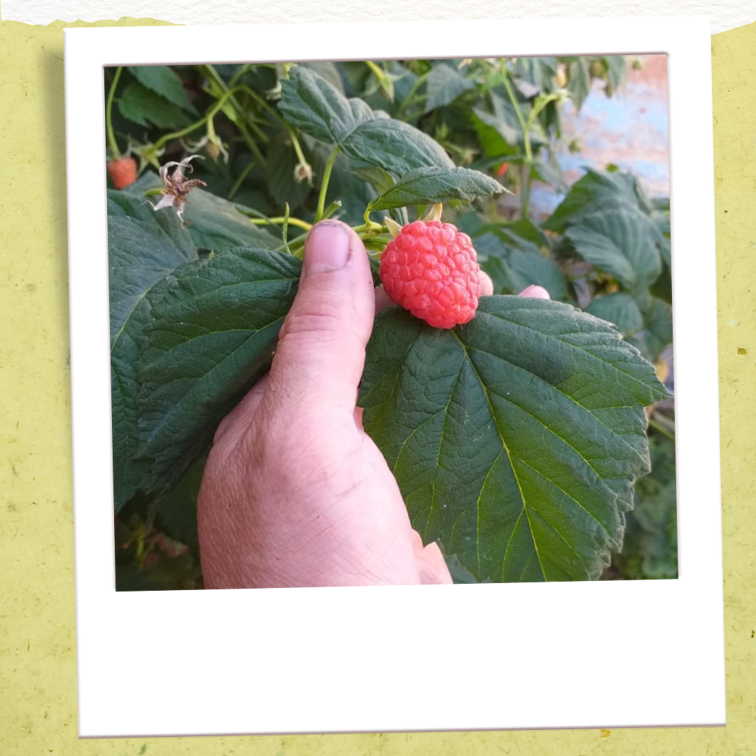 Малина у родителей на участке