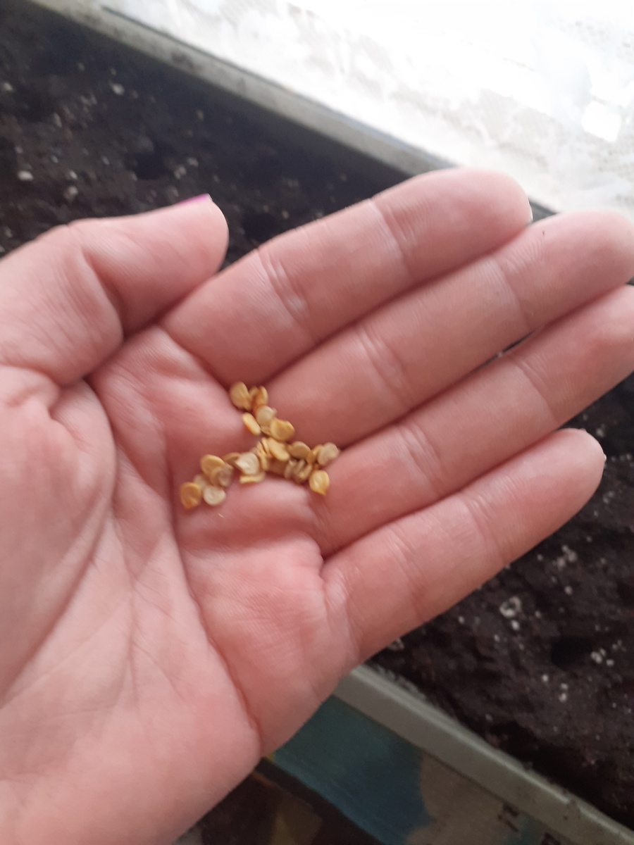 Семена томатов. Фото автора