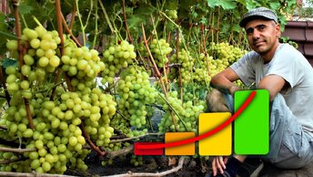 Как повысить урожайность винограда.