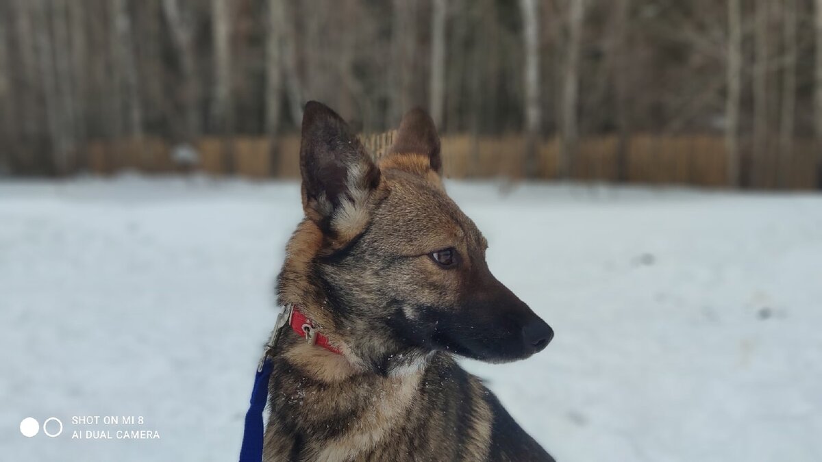 Умненькая и ласковая