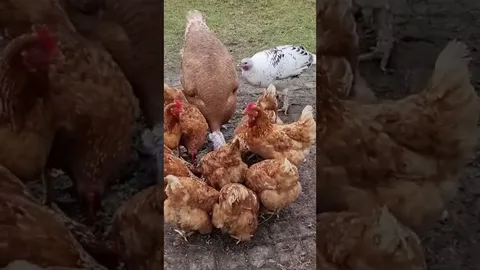 Одним из важных условий содержания домашней птицы, сохранения ее здоровья