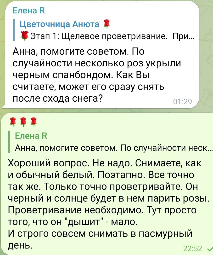 Вопросы - ответы про розы🌹 20 марта 2023 года. Часть 132 | Цветочница  Анюта 🌹 | Дзен