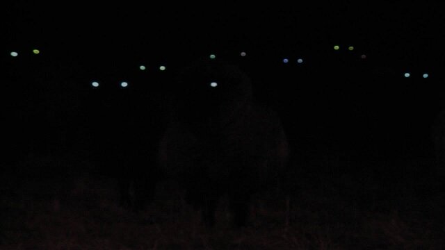 Горящие глаза. Фото из Интернета.