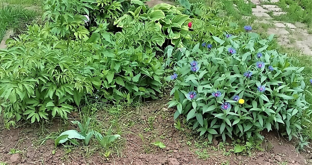 Заброшенный цветник. Фото автора канала.