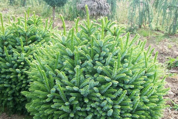 Низкорослые ели