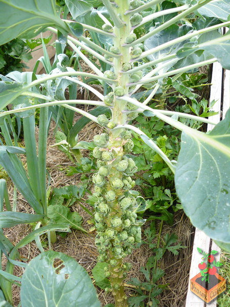 Брюссельская капуста