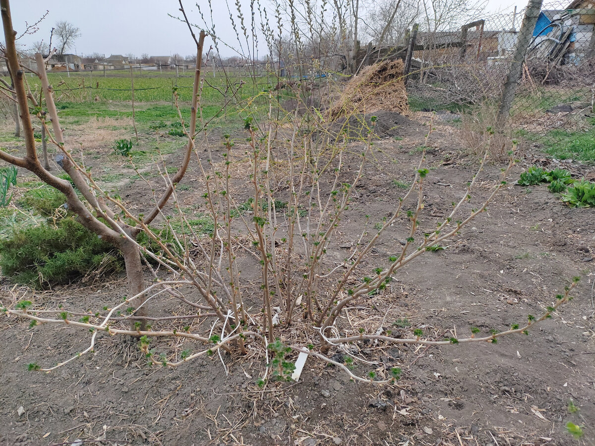 Фотография сделана автором канала "Девушка в зеленом саду 🍎"