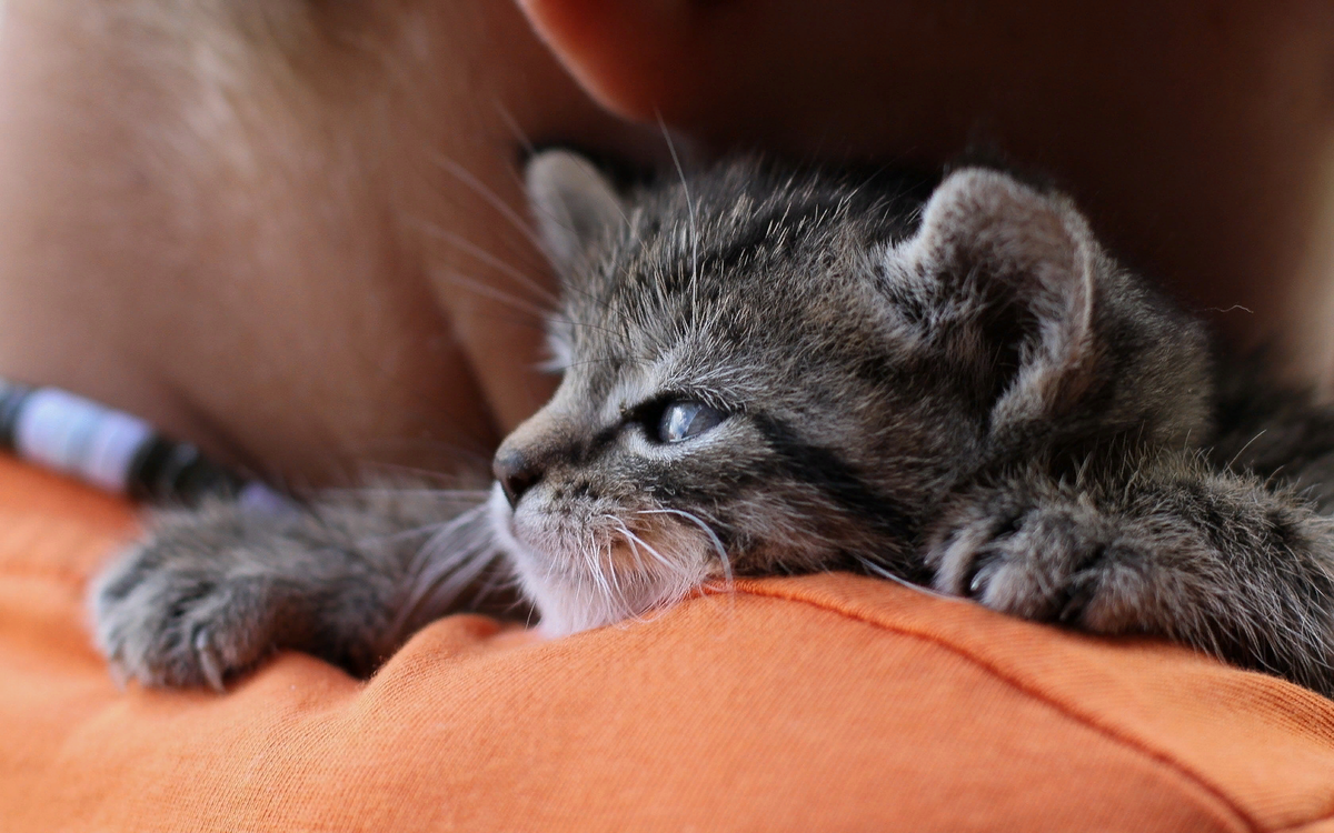 😺Почему кошка хвостом ходит за владельцем. Что это значит? | Нос, хвост,  лапы | Дзен