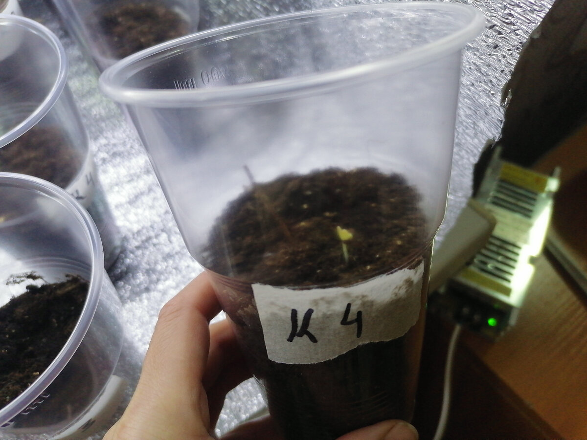 В такие стаканчики посадила, местами уже есть всходы.