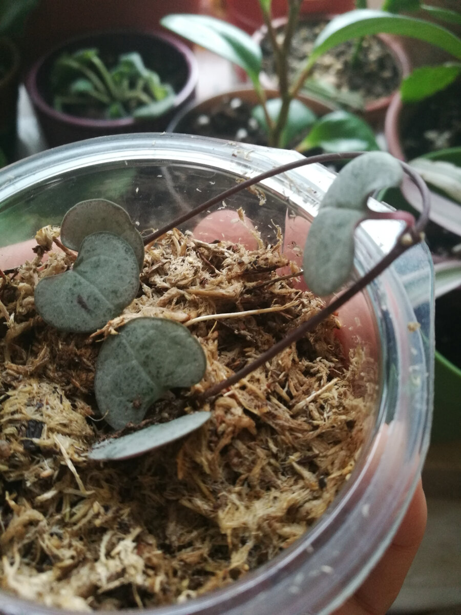 Малышка церопегия