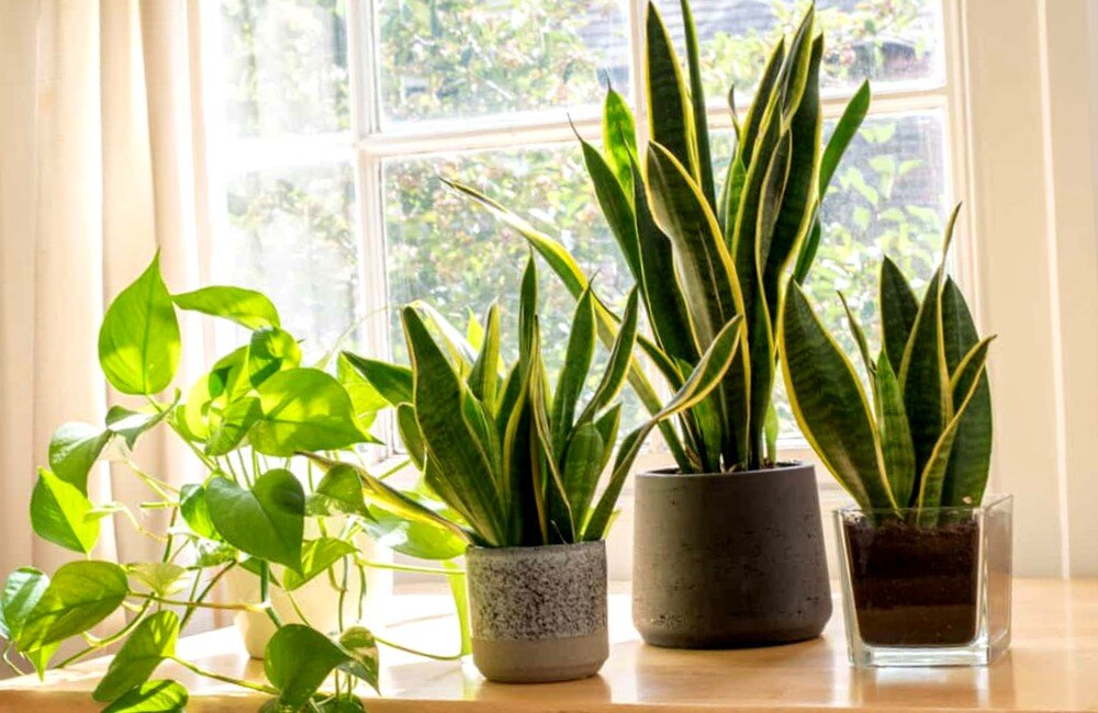 Освещение для Сансевьеры 