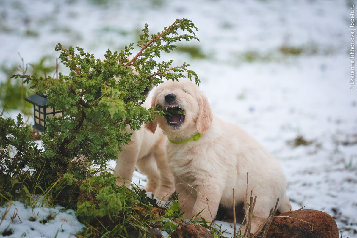На фото маленький ландшафтный дизайнер.