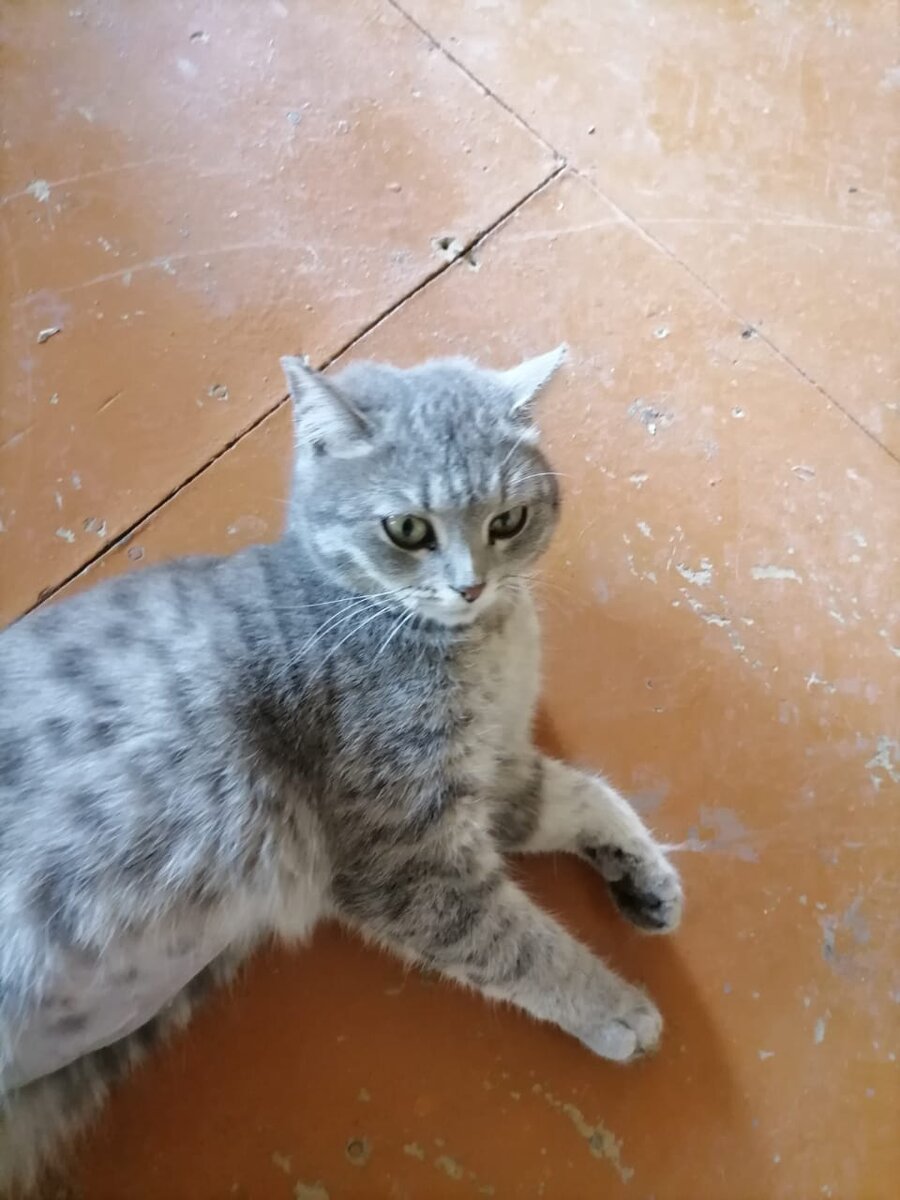 Пузо бездомной кошки означает, что скоро в мире появится в 5 раз больше бездомных кошек. В эти моменты очень важно вмешаться!!!