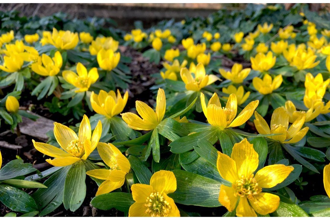 эрантис весенник. весенник сибирский цветок. эрантис весенник зимний. эрантис махровый. эрантис хиемелис.