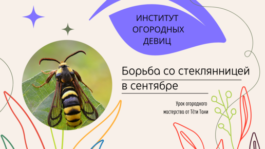 Как избавиться от стеклянницы. Смородиновая стеклянница. Стеклянница на смородине. Как бороться со стеклянницей. Стеклянница надежды.