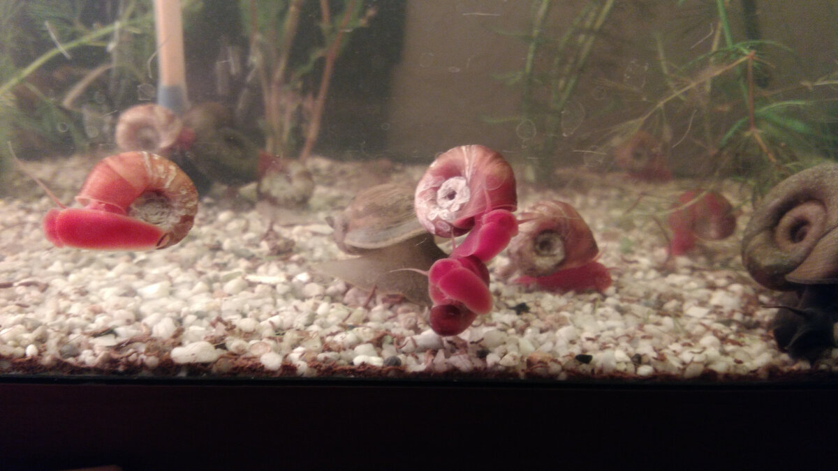 Катушки роговые бразильские