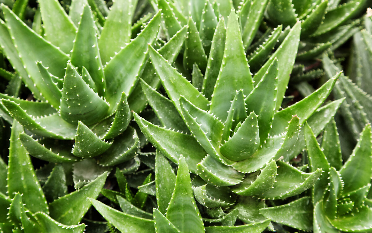 Алоэ (Aloe): уход, фото, виды